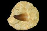 Mosasaur (Prognathodon) Tooth In Rock - Morocco #154895-1